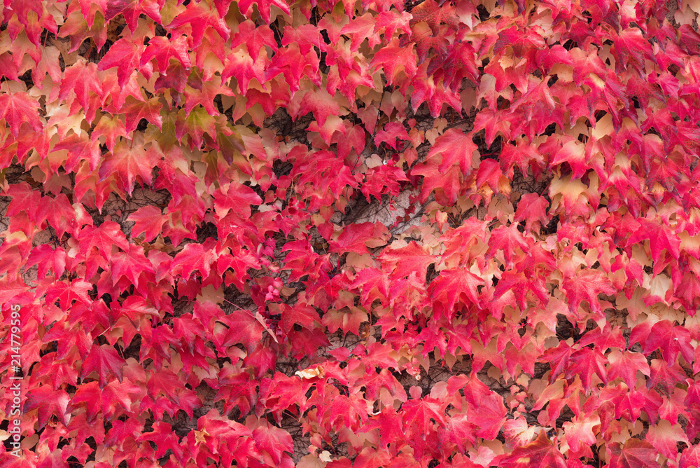 Autumn Red Ivy Background.Leaves Of Ivy Covering The White Wall In Milotice Castle, Czech Republic. Ivy ( Hedera helix ) In Autumn Color.Wet Red Plant Background Texture,Wall Of Ivy
