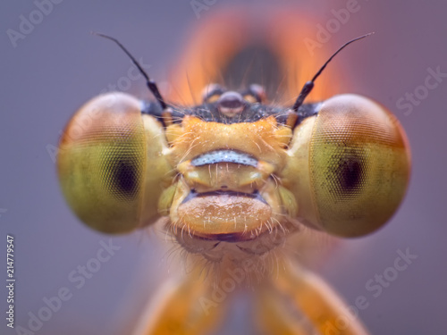 Extreme macro shot eye of Zygoptera dragonfly in wild. Close up detail of eye dragonfly is very small. Dragonfly on yellow leave. Selective focus. © nopporn