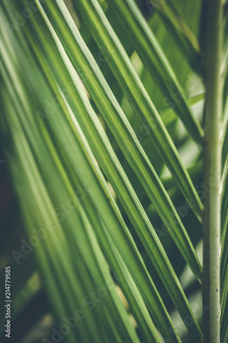 Fototapeta Naklejka Na Ścianę i Meble -  Creative tropical green leaves layout. Tropical palm background.