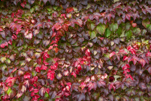 Obraz na płótnie Multicolored Wet Ivy Leaves With Raindrops. Colorful Ivy Leaves In Autumn, White Wall As Background. Wall Of Red Ivy. Ivy Hedge Background Texture. Wet Autumn Foliage w salonie