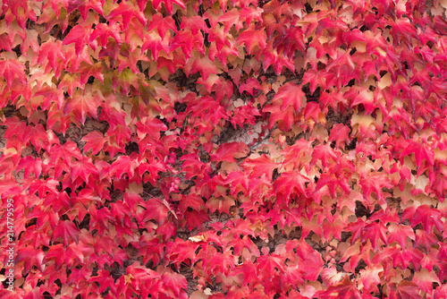 Obraz na płótnie Autumn Red Ivy Background.Leaves Of Ivy Covering The White Wall In Milotice Castle, Czech Republic. Ivy ( Hedera helix ) In Autumn Color.Wet Red Plant Background Texture,Wall Of Ivy w salonie