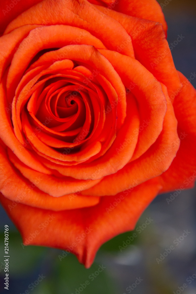 Red almost perfect rose set slightly off center to the left upper corner Red almost perfect rose set slightly off center to the left upper corner