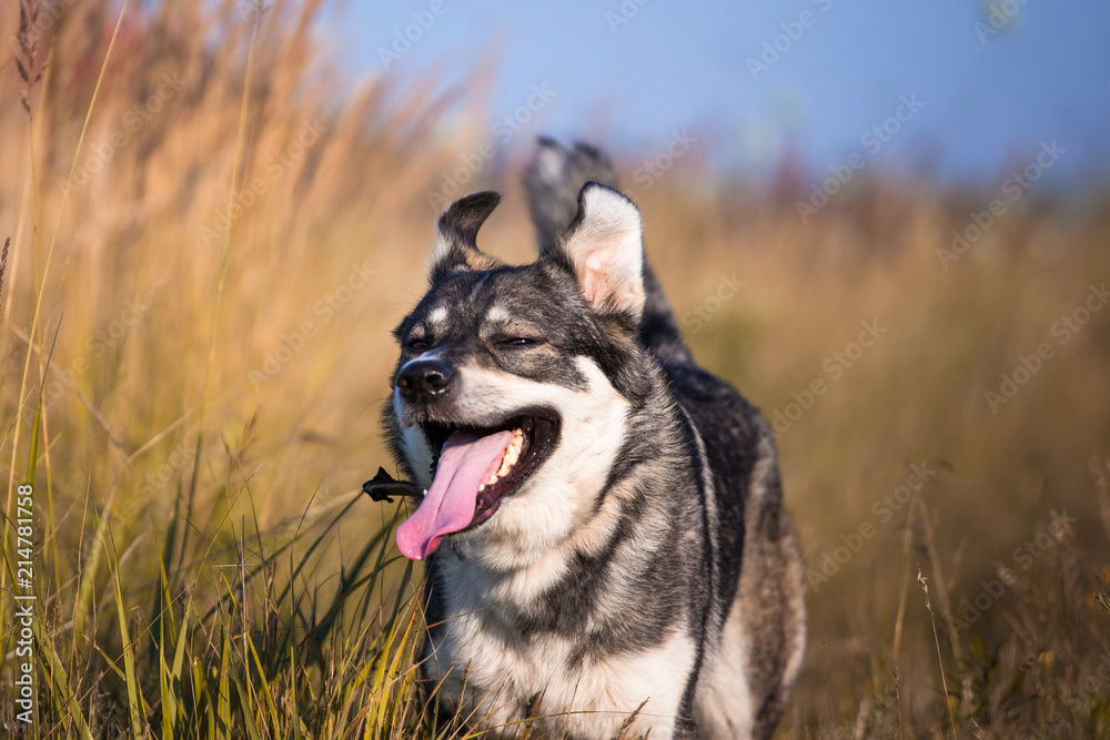 happy smiling gray dog in the autumn nature