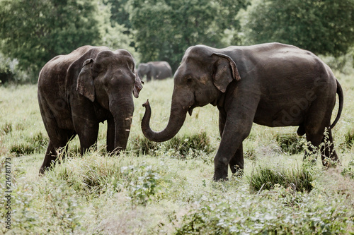 Elephants in a National Park from Sri Lanka