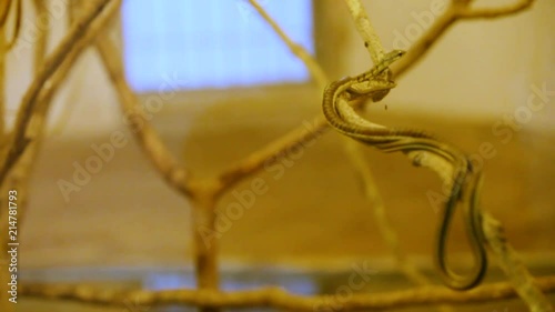 poisonous snakes climb the branches of a tree in terrarium photo