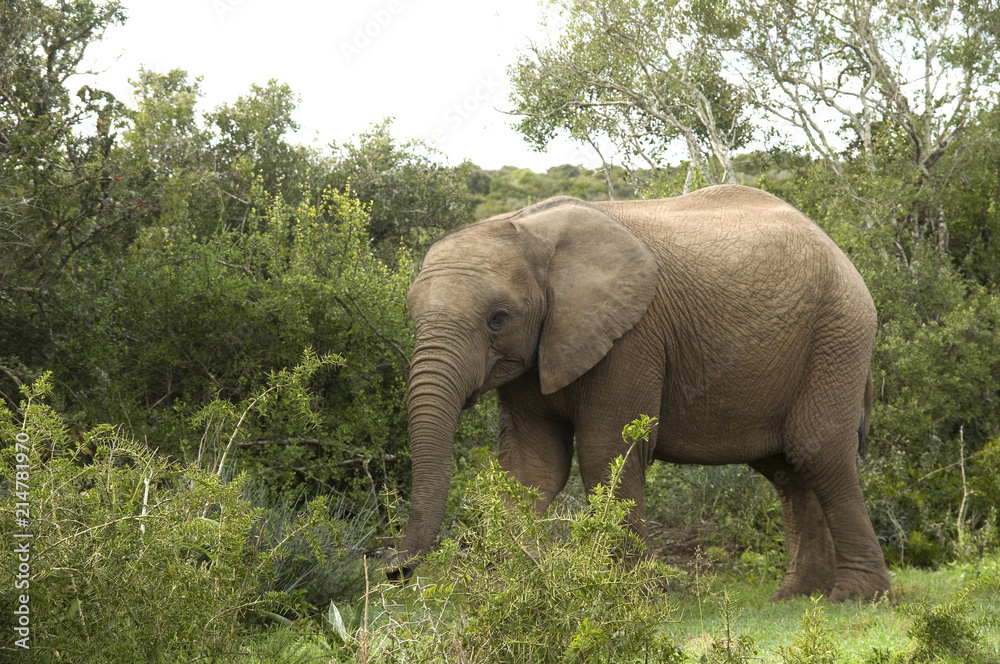 Young African Elephant, Addo National Park, South Africa