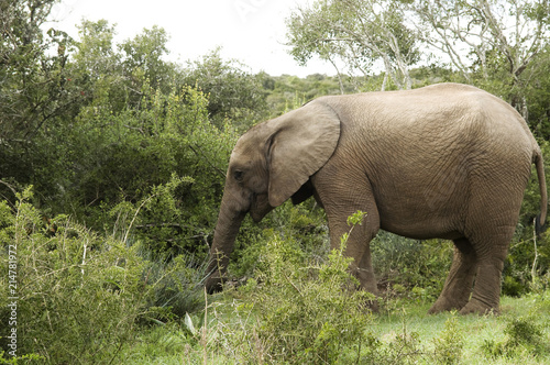 Young African Elephant  Addo National Park  South Africa