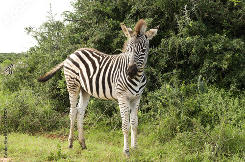 Burchell s Zebra  Addo  South Africa