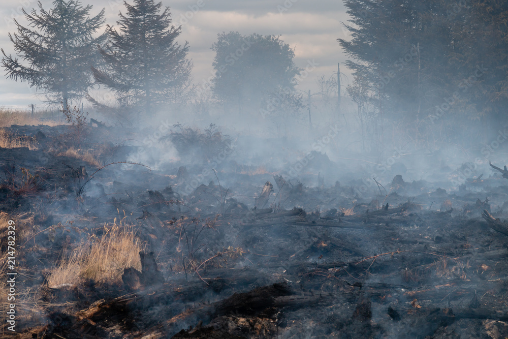 Smoke rising from a grassland wildfire next to a forest