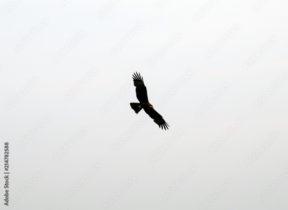 Fototapeta premium The bird flies over the sea and catches fish. Kite hunts. Eagle in the sky. Bird circling the water. Eagle gets food. Blue sea.