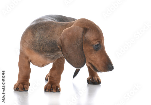 adorable female dachshund puppy