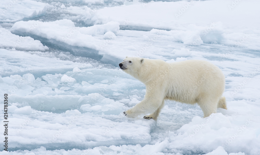 Polar bear walking in an arctic. Polar bear walking in an arctic.