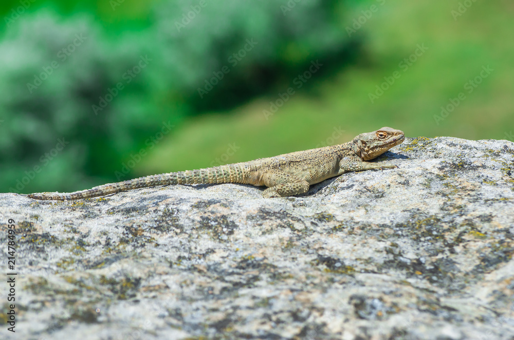 Asian mountain lizard Caucasian agama ( Paralaudakia caucasia ) basks in the sun sitting on a rock in the ancient city Uplistsikhe (Uplistsikhe), Georgia
