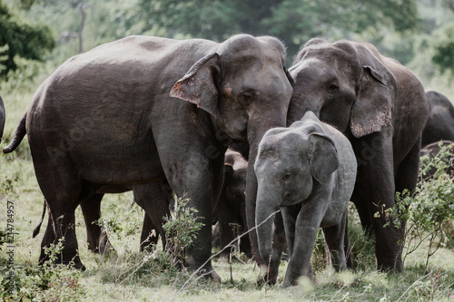 Elephants in a National Park from Sri Lanka