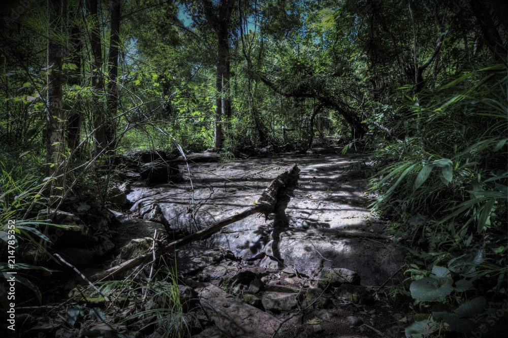 Obraz premium Forrest Scene - Petchaboon Thailand 