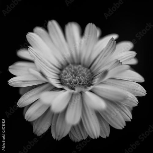 Blooming Flower in Black & White