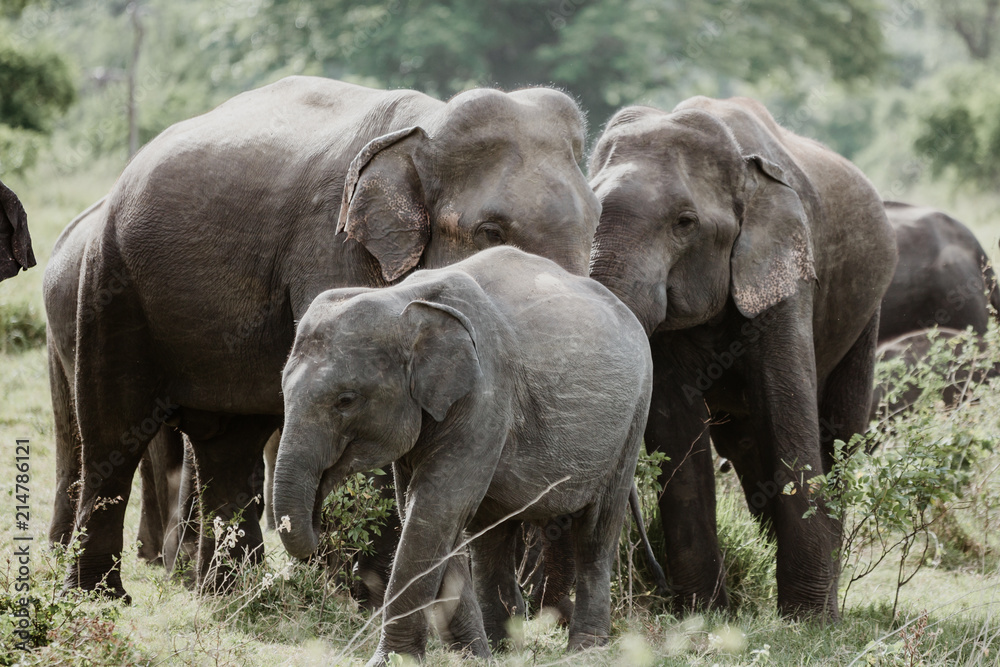 Obraz premium Elephants in a National Park from Sri Lanka