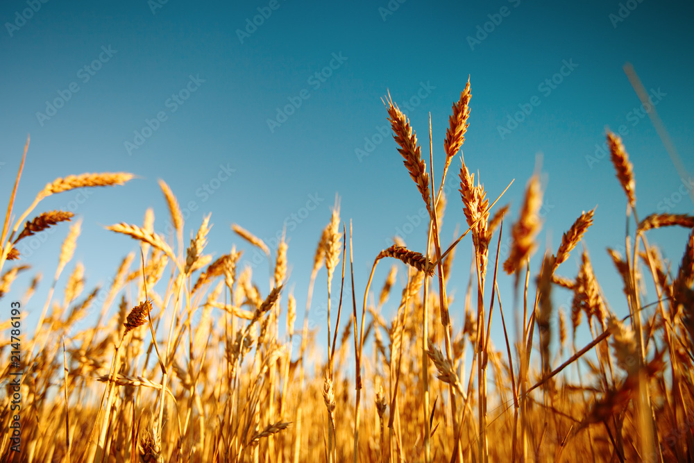 Wheat field. Rural Scenery under Shining Sunlight. A background of the ripening wheat. Rich harvest. Wheat field. Rural Scenery under Shining Sunlight. A background of the ripening wheat. Rich harvest.