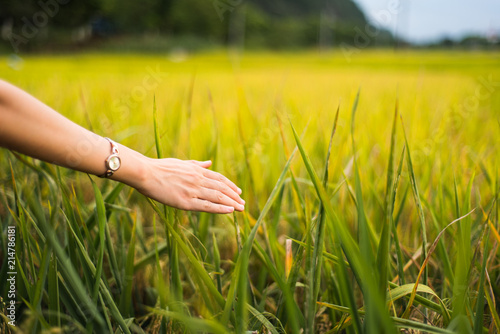 Female hand touching rice field plants