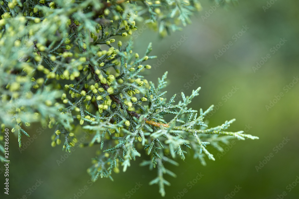 green lush branches of coniferous tree