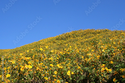Flower field   Tree marigold  Mexican tournesol  Mexican sunflower  Japanese sunflower  Nitobe chrysanthemum
