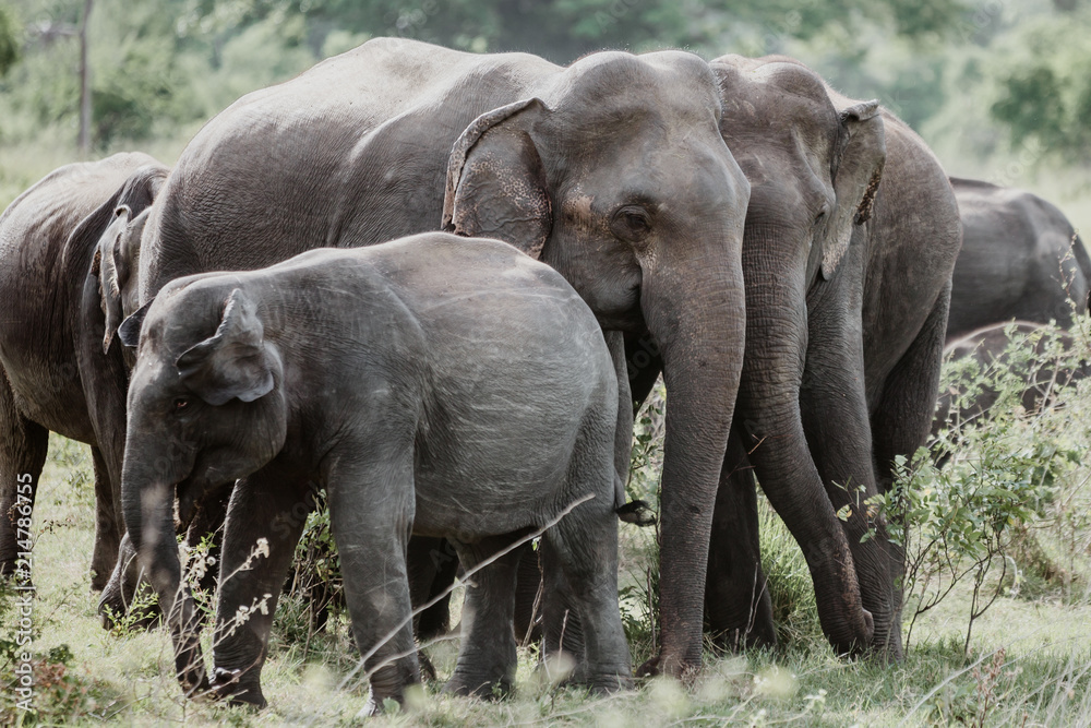 Fototapeta premium Elephants in a National Park from Sri Lanka