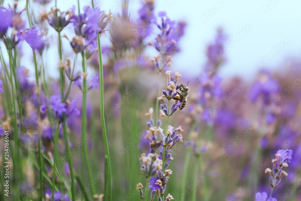 Fototapeta premium Beautiful blooming lavender on summer day