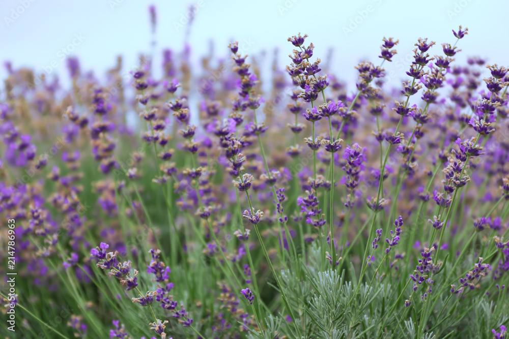 Naklejka premium Beautiful blooming lavender on summer day