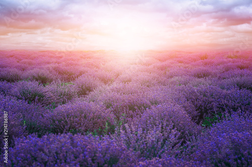 Beautiful lavender field on summer day