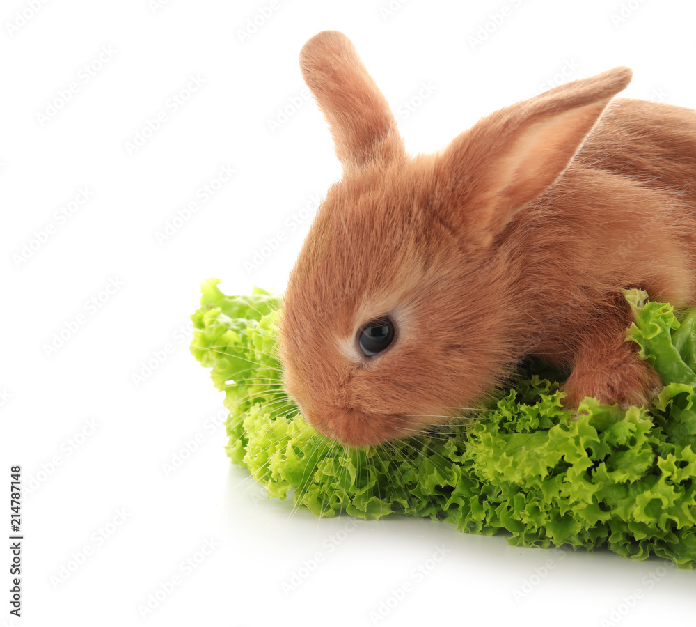 Cute fluffy bunny with lettuce on white background Cute fluffy bunny with lettuce on white background
