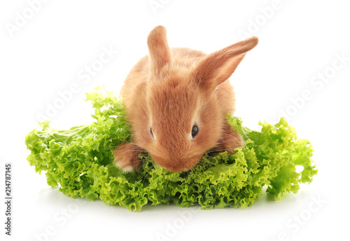 Cute fluffy bunny with lett...