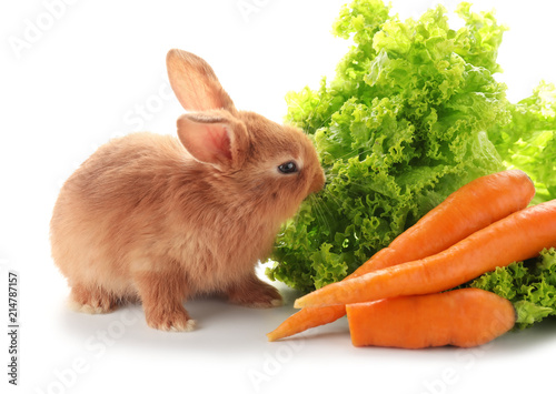 Cute fluffy bunny with lett...