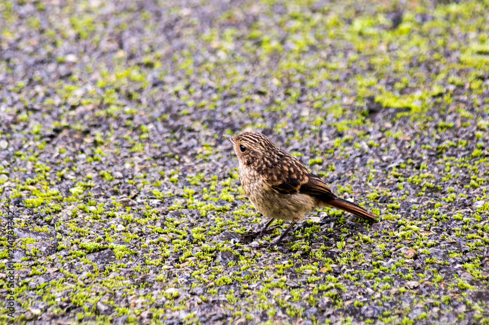Fototapeta premium small brown bird