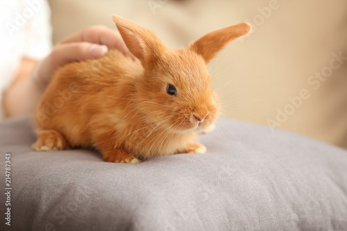 Woman stroking cute fluffy bunny at home