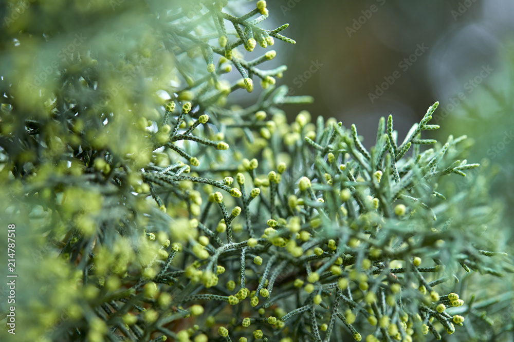 green lush branches of coniferous tree green lush branches of coniferous tree