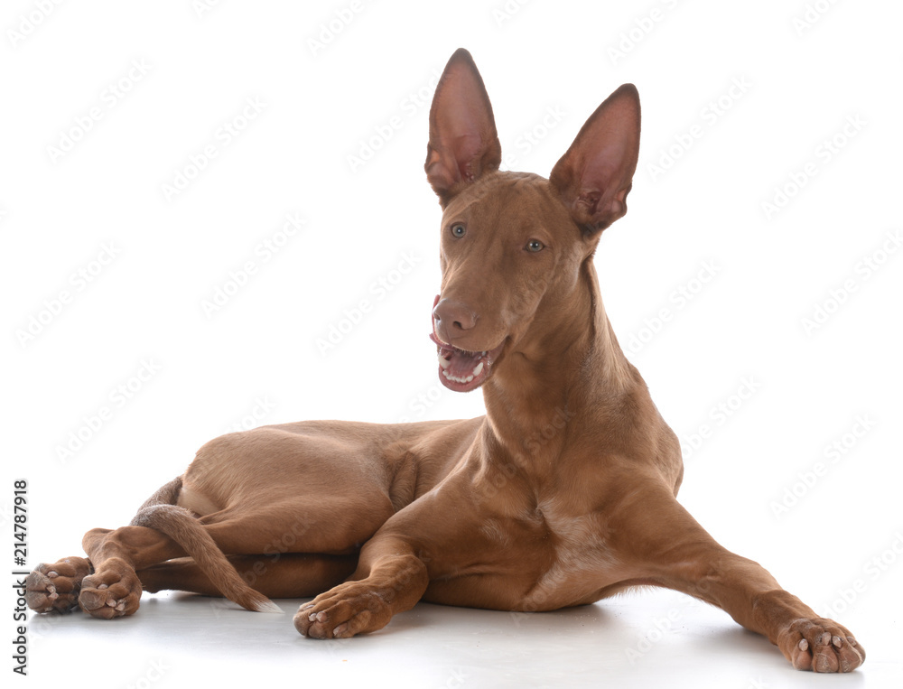 male pharoah hound
