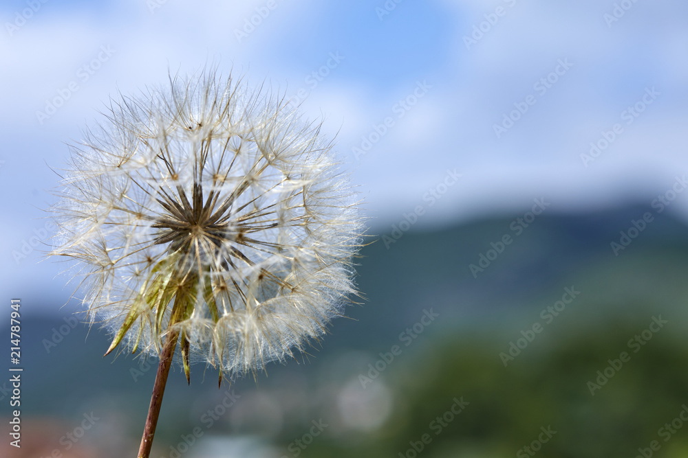 Obraz premium Closeup picture of Dandelion.