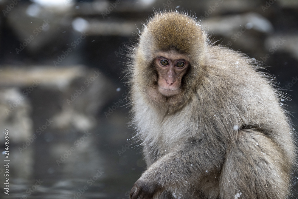 Naklejka premium 野猿