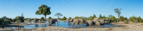 A colour, panorama image of a herd of elephants, Loxodonta africana, bathing and drinking at a dwindling waterhole in Savute, Botswana. photo