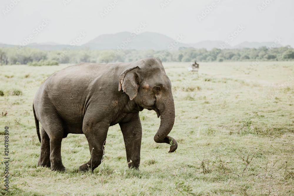 Elephants in a National Park from Sri Lanka