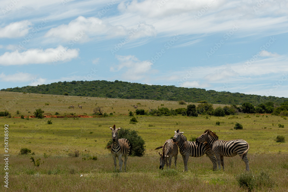 Fototapeta premium Zebras standing bunching together
