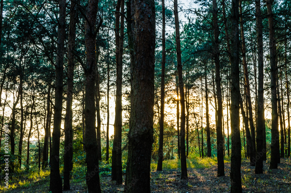 Fototapeta premium Las sosnowy