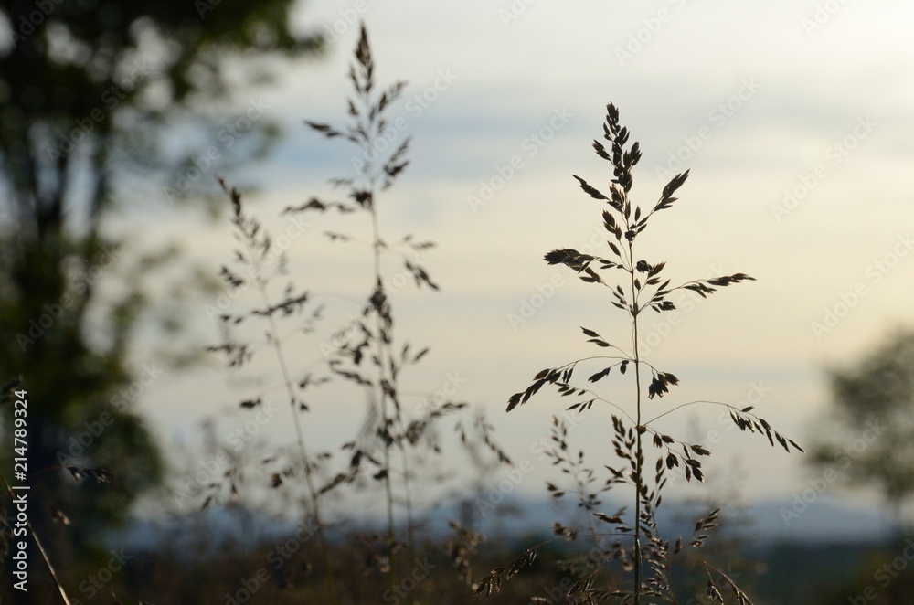 Fototapeta premium Twig