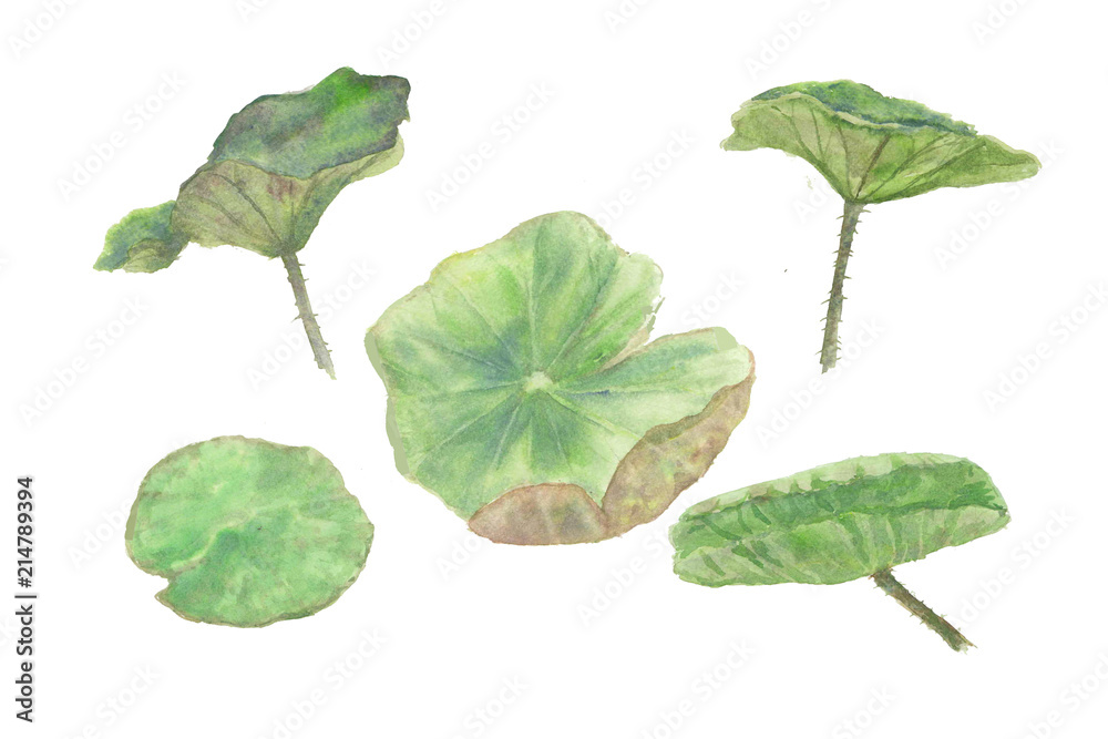 Set Of Watercolor Lotus Leaves On White Background Watercolor Illustrator Hand Drawn Leaf Art Stock Illustration Adobe Stock