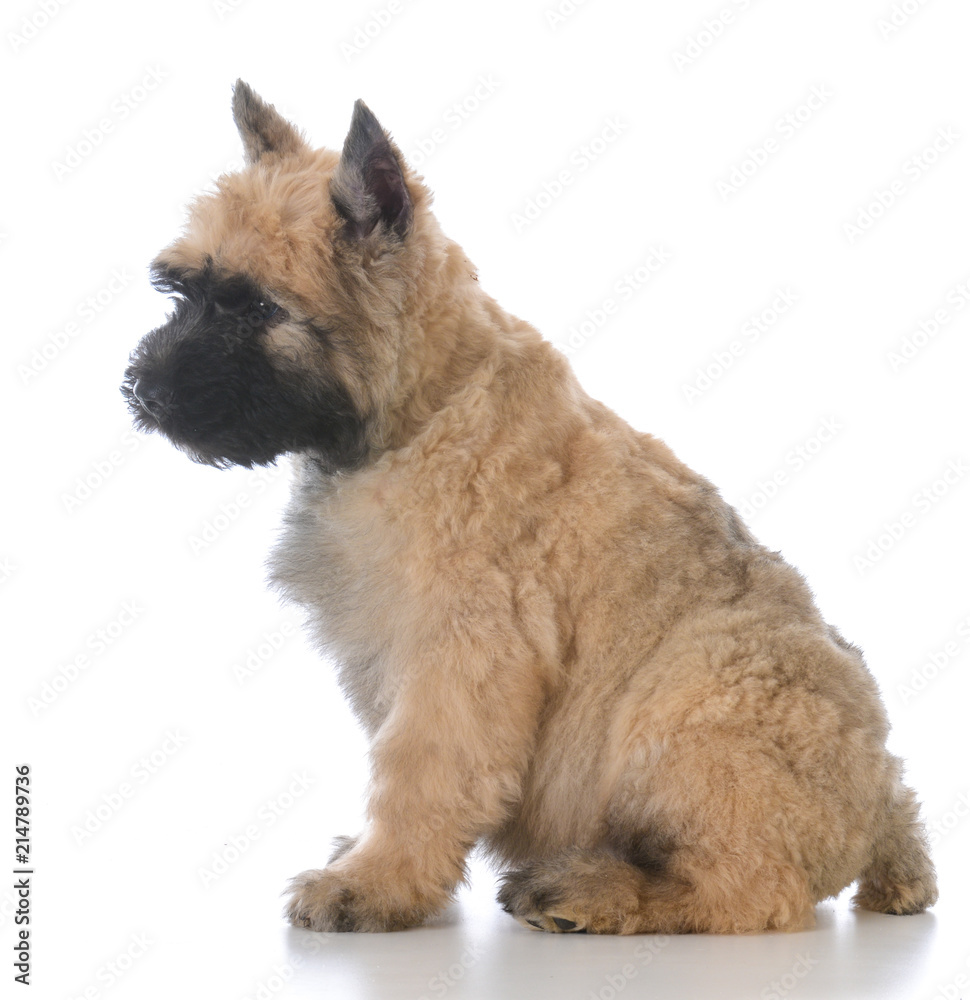 Obraz premium bouvier puppy sitting