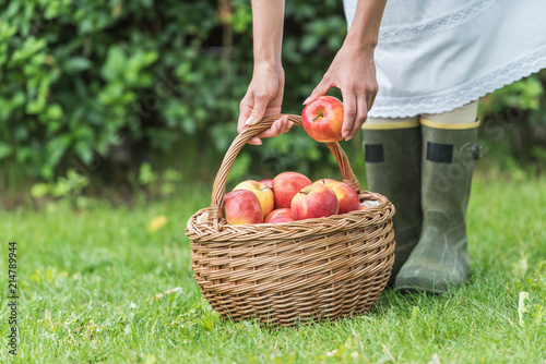 cropped view of girl picking apples in wicker basket