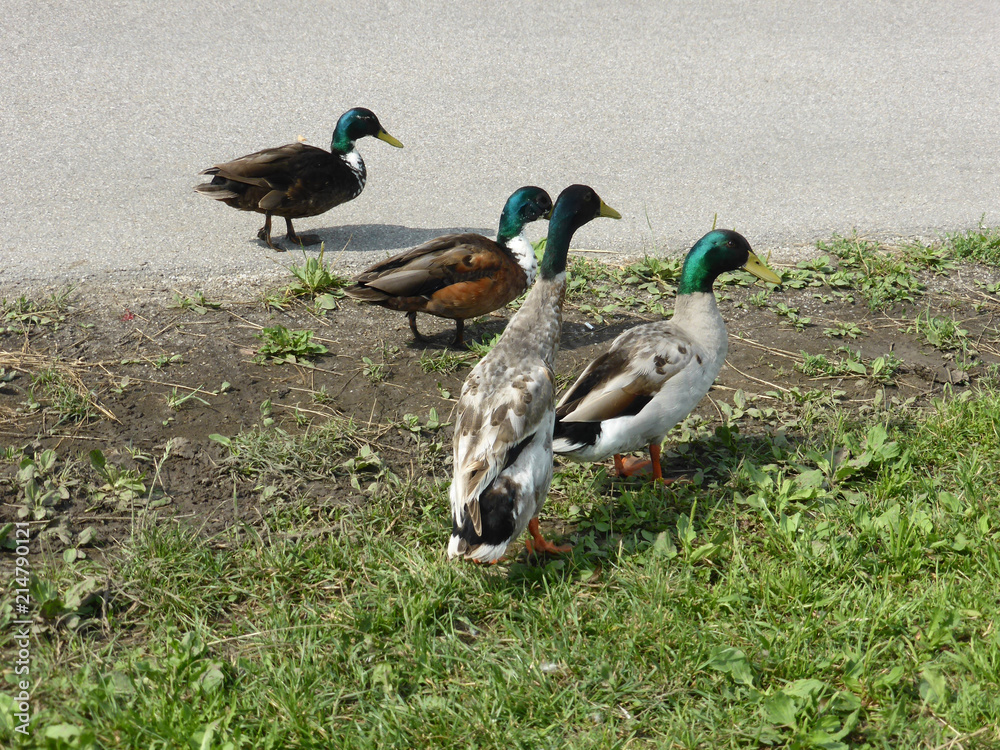 Obraz premium Enten spazieren am Wegrand entlang