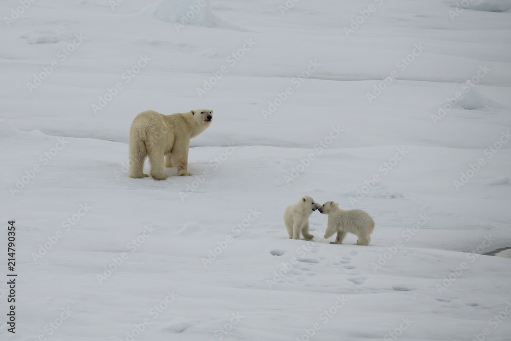 Polar bear walking in an arctic. Polar bear walking in an arctic.