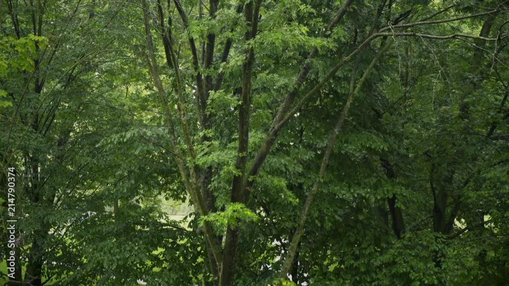 Torrential rain outside the window, raindrops trickle down, Green trees outside Torrential rain outside the window, raindrops trickle down, Green trees outside