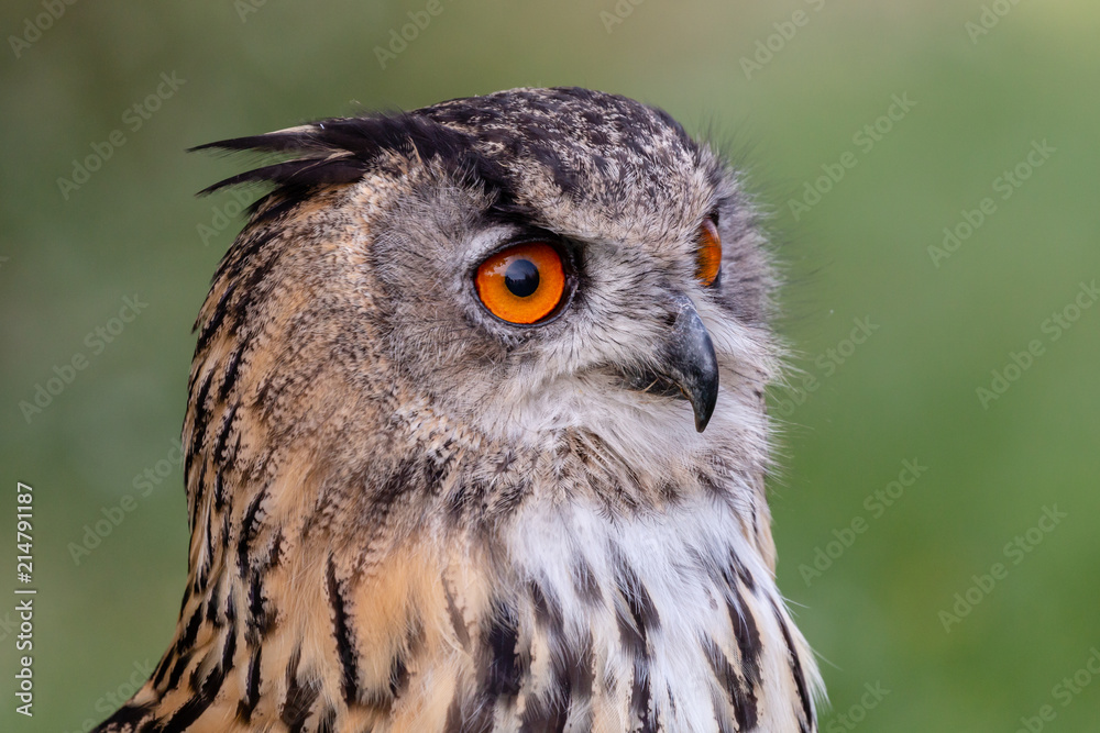 Close up portrait of a beautiful large Eagle Owl Close up portrait of a beautiful large Eagle Owl